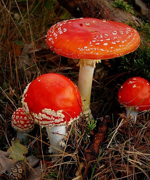 Najbolj strupene gobe na svetu, ki jih nikoli ne smete niti poskusiti