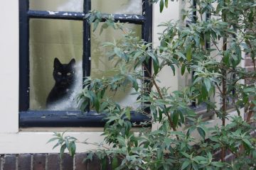 Če imate doma to napako pri oknih, izgubljate toploto – preverite v petih minutah