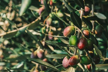 Pobiranje oliv je praznik zemlje, rok in sonca