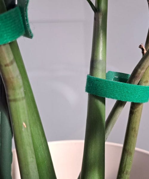 Kako združiti razvejane veje pri rastlinah, kot je zamija?