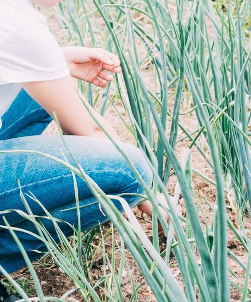 To je najboljši čas za sajenje česna – in kako ga zaščititi pred mrazom?
