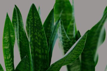 Sanseverija: rastlina, ki preživi skoraj vse in še vedno navdušuje