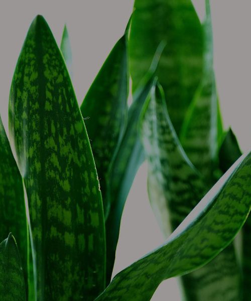 To rastlino postavite v spalnico – pomirja, čisti zrak in pomaga pri spanju