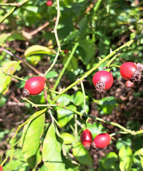 Šipek iz gozda in njegova uporaba doma