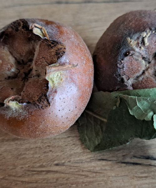 Ali še jeste nešplje? To staro sadje skriva presenetljivo dober okus