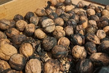 Orehi odpadajo s počrnelo lupino – je jedro še užitno ali je pridelek izgubljen?
