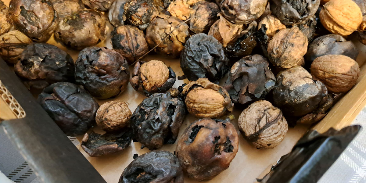 Sveže nabrani orehi
