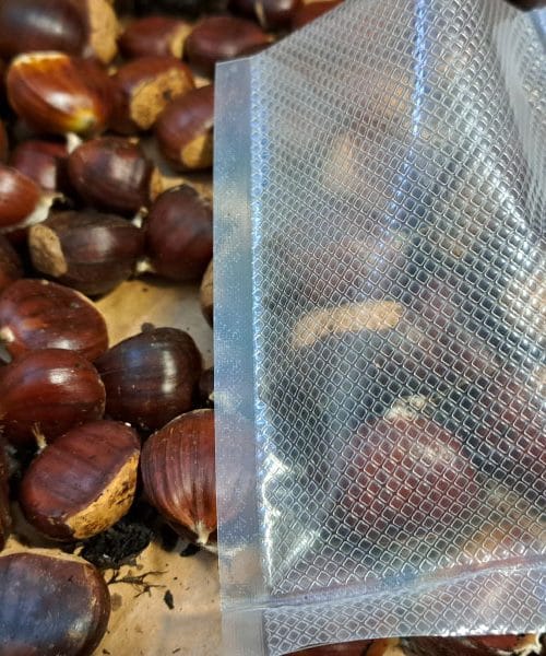 Kako shraniti kostanj z vakuumiranjem in zakaj je to najboljša izbira?