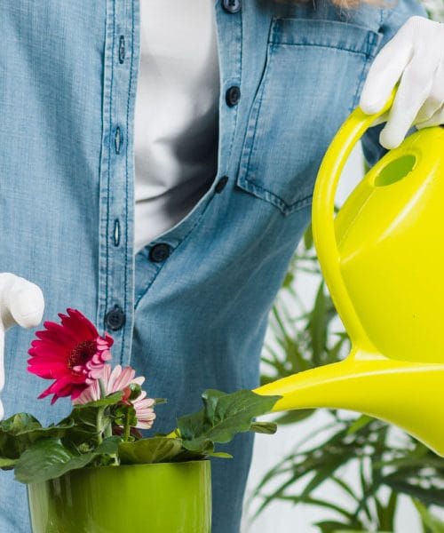 Če se vam rože po zalivanju hitro povesijo, razlog ni vedno voda