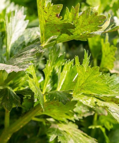 Trik z aluminijasto folijo, s katerim bo zelenjava ostala sveža več tednov