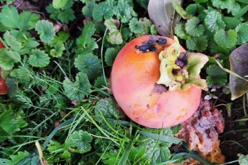 To se zgodi, če kaki obirate prepozno – nasvet iz domačega vrta