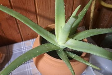 Tako pogosto zalijte aloe vero, da ne bo začela gniti