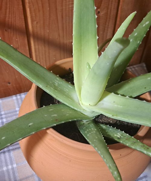 Je aloe vera res dobra za kožo? Dermatologi pojasnjujejo, kdaj pomaga in kdaj lahko razočara