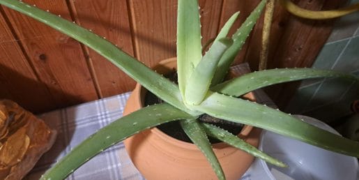 Tako pogosto zalijte aloe vero, da ne bo začela gniti