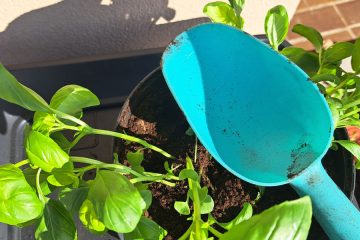 Prva stvar, ki jo morate narediti, ko v trgovini kupite svežo baziliko