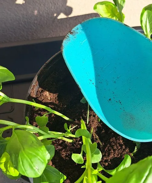 Prva stvar, ki jo morate narediti, ko v trgovini kupite svežo baziliko