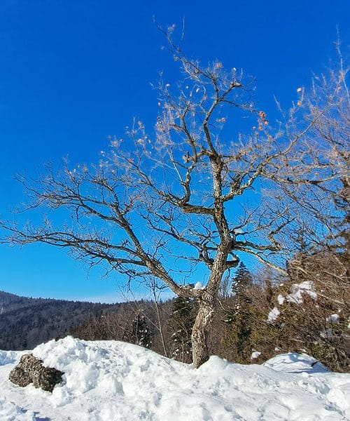 Zakaj imamo po sneženju občutek, da je zrak bolj čist?