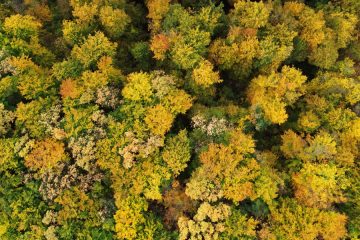 Tri bilijone dreves na svetu – številka, ki razkriva veliko več, kot si mislimo