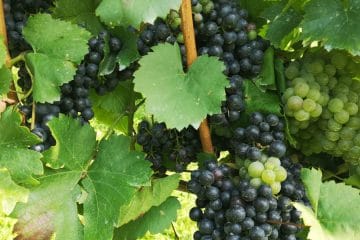 Grozdje že dobiva barvo, vendar še ne pomeni, da je pripravljeno za trgatev