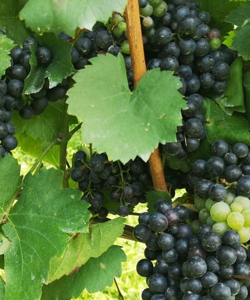 Grozdje že dobiva barvo, vendar še ne pomeni, da je pripravljeno za trgatev