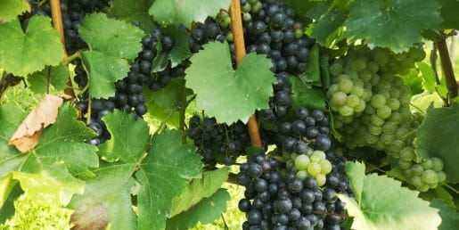 Grozdje že dobiva barvo, vendar še ne pomeni, da je pripravljeno za trgatev