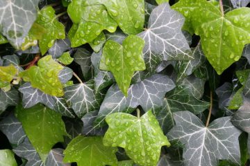 To je rastlina, ki že stoletja velja za simbol zaščite doma – bršljan