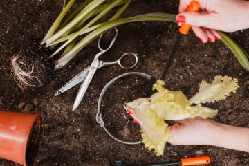 Katera opravila na vrtu lahko naredim v začetku novembra?