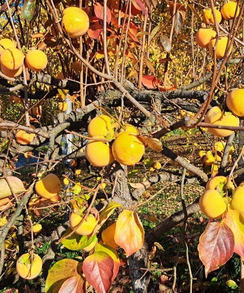 Kaj se zgodi, če pojeste dva kakija? Naravni vir energije in vitaminov