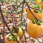 Kaki, lupina, surov, sušen