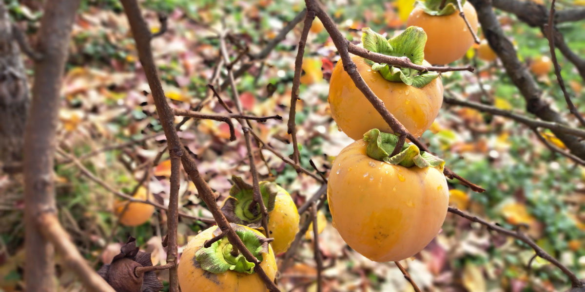 Kaki, lupina, surov, sušen