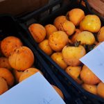 Kakiji, shranjevanje po obiranju