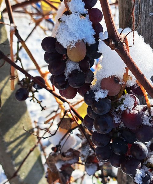 Ledena trgatev, ki izginja: posebnost, ki jo omogoči le prava zima