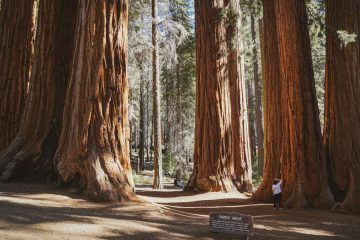 Ste vedeli, da je na svetu 70 tisoč drevesnih vrst? Spoznajte največja med njimi