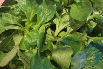 Zdaj je čas, da z vrta poberete motovilec