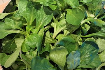 Motovilec skriva tri lastnosti, ki presenetijo tudi izkušene vrtičkarje