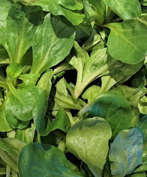 Motovilec skriva tri lastnosti, ki presenetijo tudi izkušene vrtičkarje