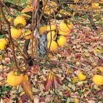 Odpadli listi kakija