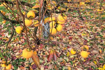 Kaj lahko naredite iz odpadlih listov kakija? Dragocen dar jeseni, ki ga ne smete zavreči