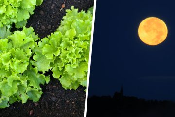 Kako na presajanje rastlin vpliva polna Luna?