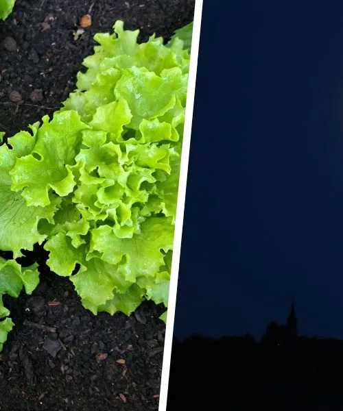 Sajenje po luni: zakaj se stara praksa znova vrača na vrtove