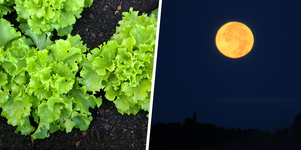 Polna luna, presajanje rastlin