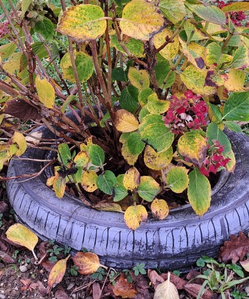 Rože lahko doma posadimo tudi v odsluženo gumo