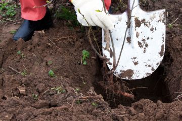 Boste v novembru sadili drevesa? To morate vedeti o gnojenju