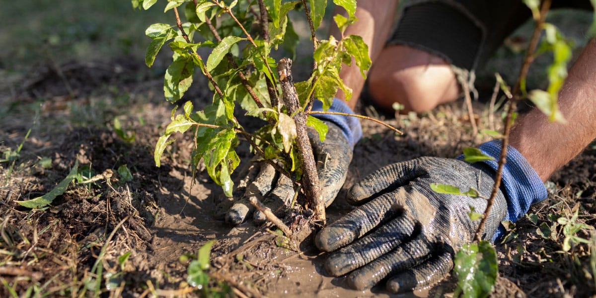 Sajenje sadja v jeseni