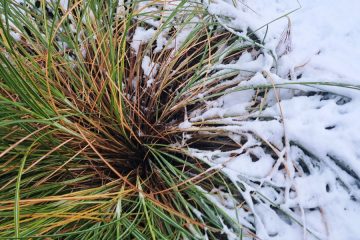 Presenetljiva rastlina z vrta, ki postane najboljša zastirka za visoke grede
