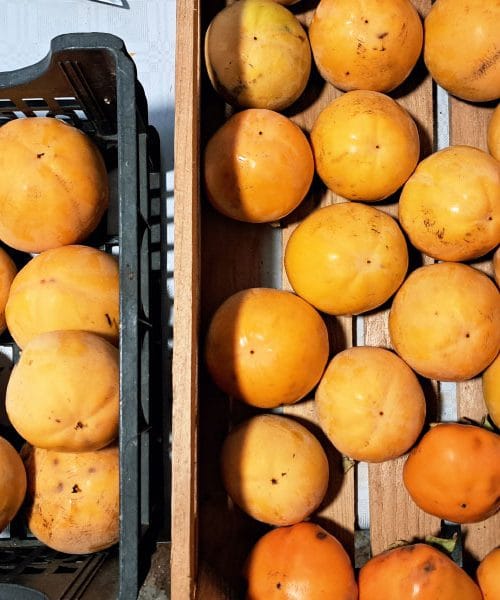 Kako shranjevati kakije po obiranju? 5 preverjenih nasvetov za daljšo obstojnost