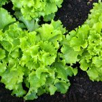 Solata na visoki gredi