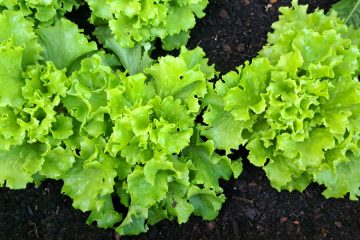 Kako poskrbeti za solato na visoki gredi ob hladnih in oblačnih dneh