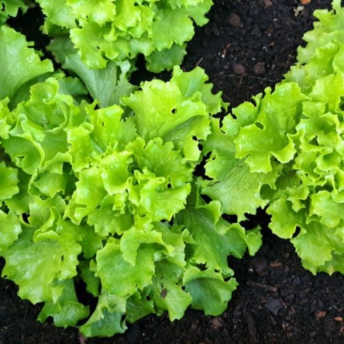 Letos so solate 14 dni prej kot običajno: kako jo shraniti, da bo zdržala dlje