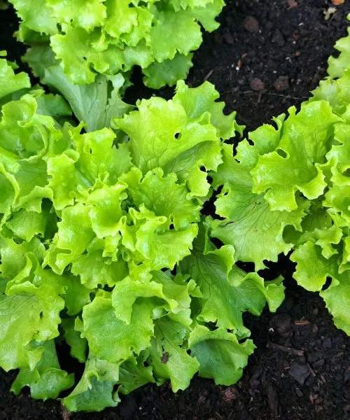 Letos so solate 14 dni prej kot običajno: kako jo shraniti, da bo zdržala dlje